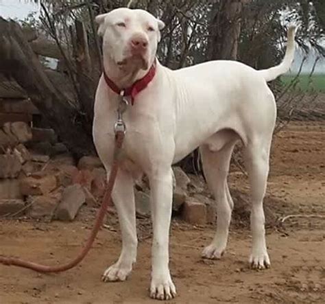 Bully Kutta .